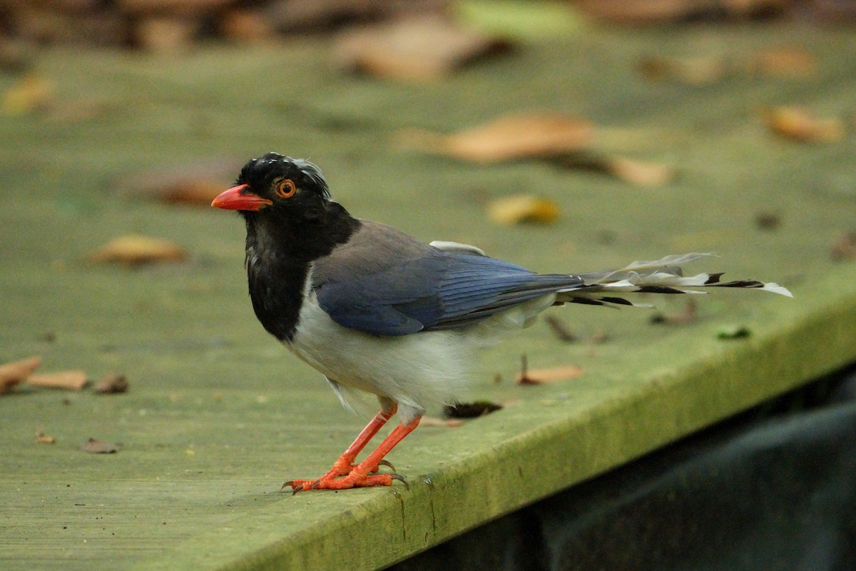 Red-billed Blue-Magpie - ML620772124