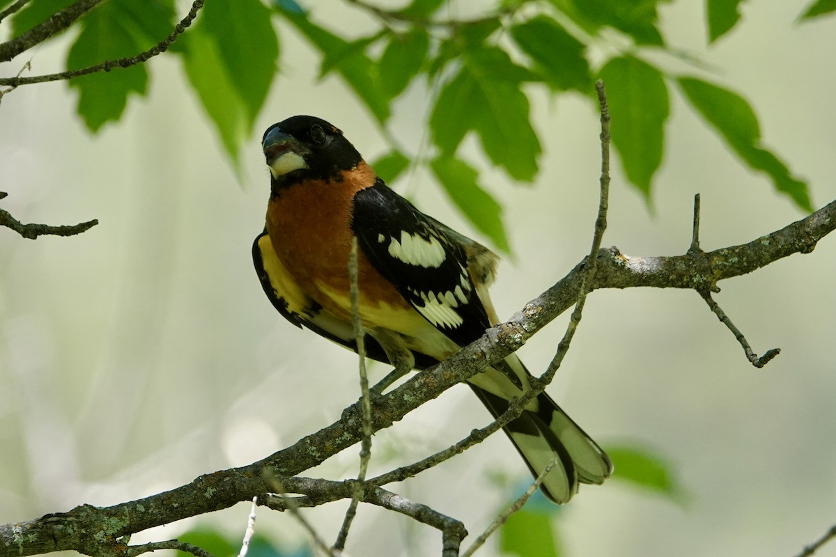 Black-headed Grosbeak - ML620772125