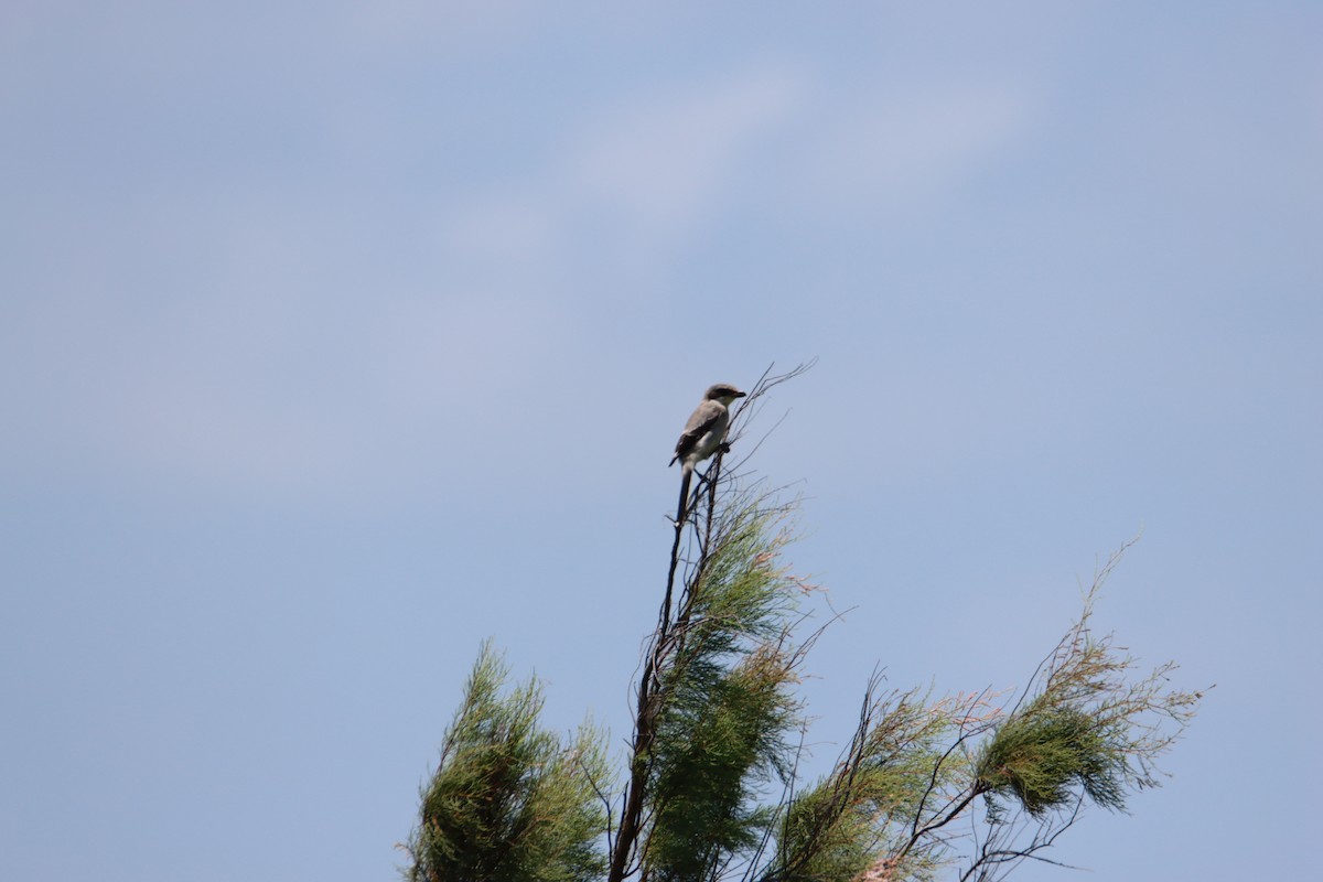 Loggerhead Shrike - ML620772126