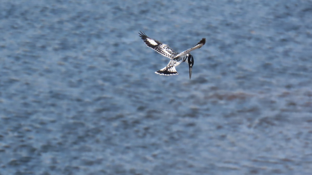 Pied Kingfisher - Ann Kovich