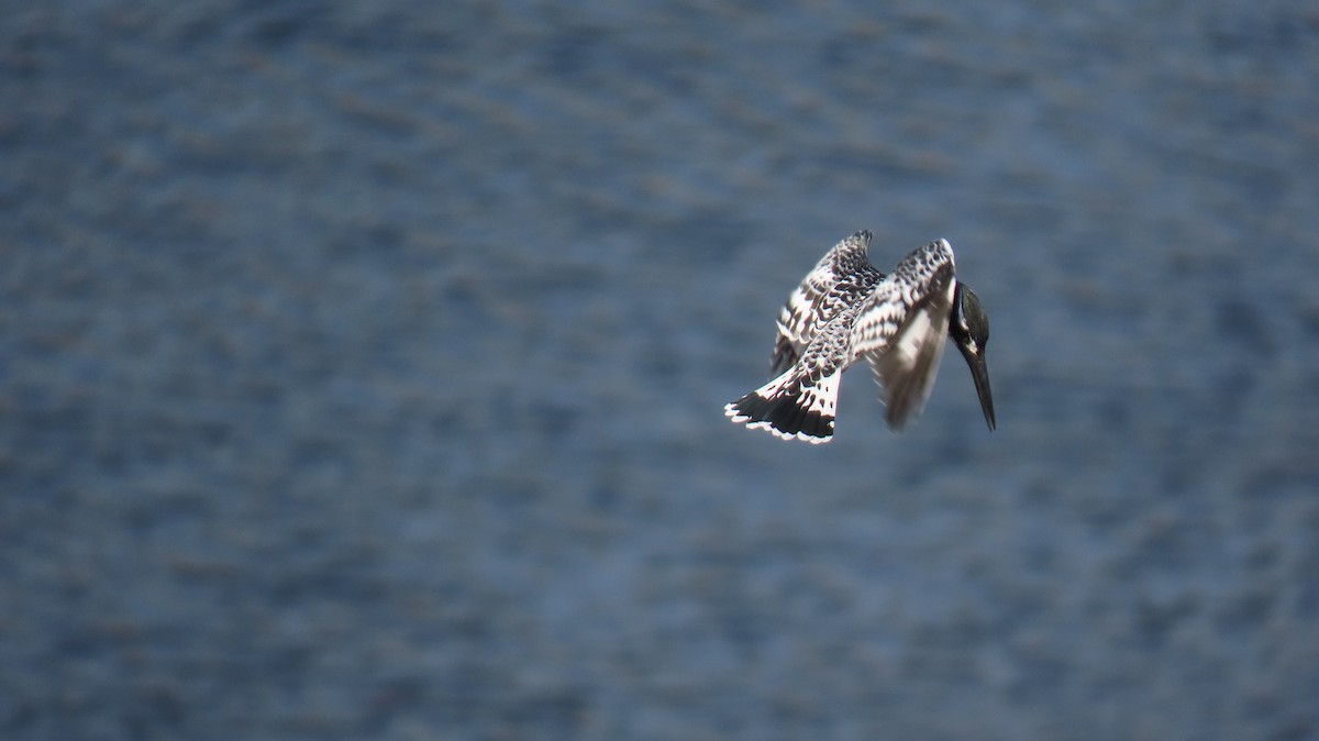 Pied Kingfisher - ML620772139