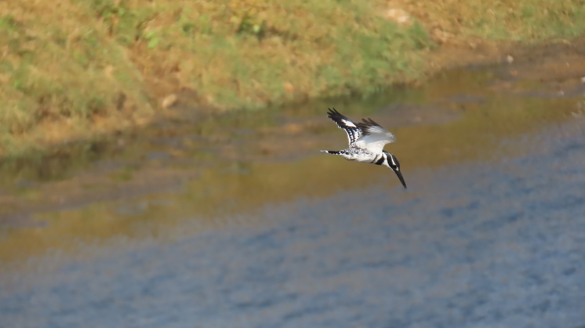 Pied Kingfisher - ML620772140