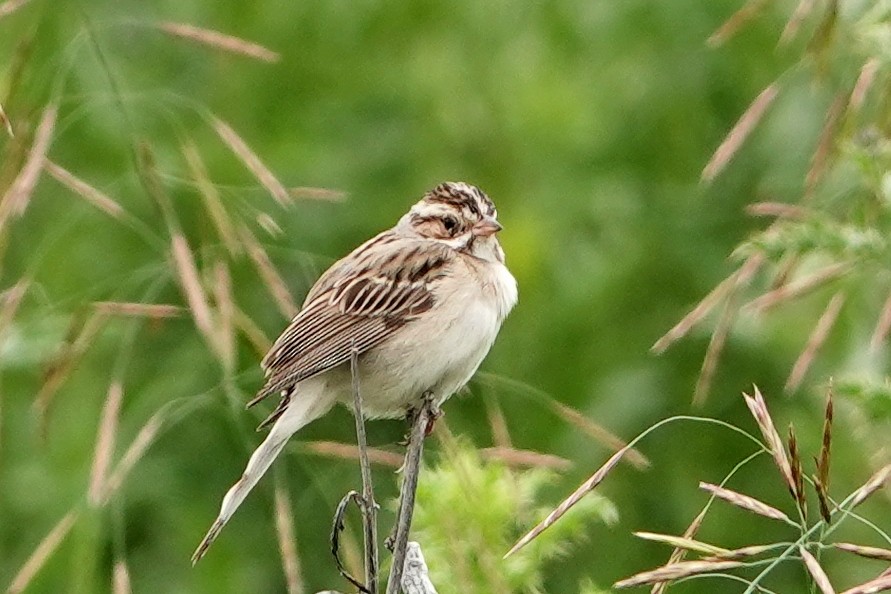 Clay-colored Sparrow - ML620772141