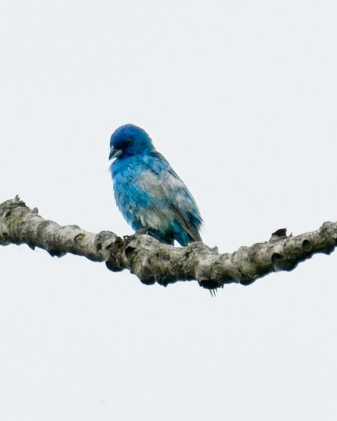 Indigo Bunting - ML620772142