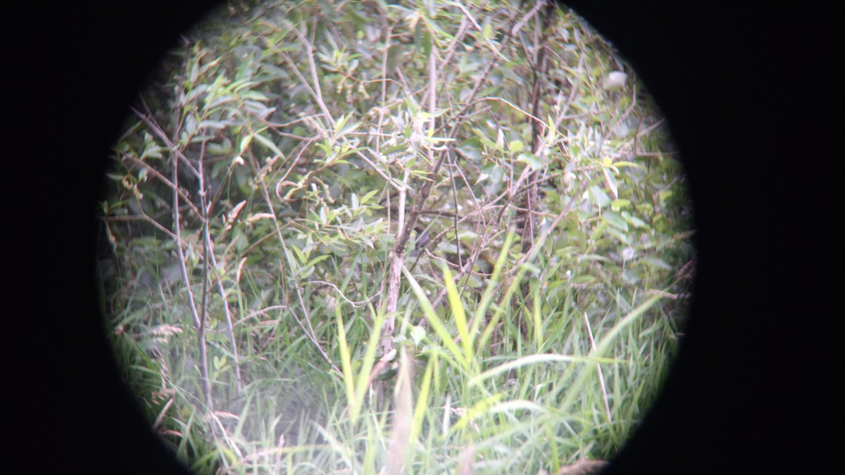 Brown-headed Cowbird - ML620772144