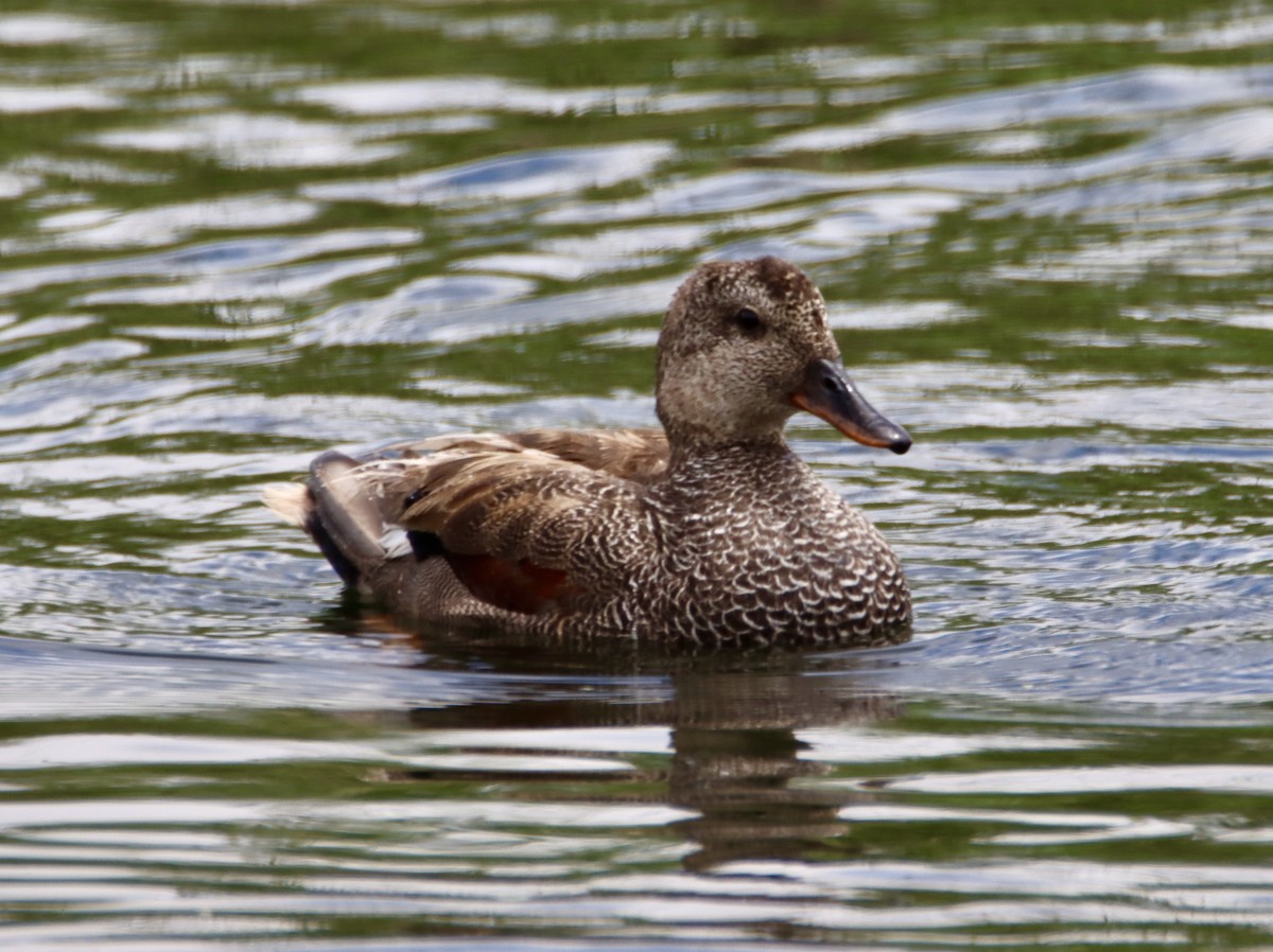 Canard chipeau - ML620772146