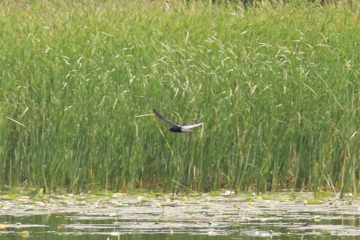 Black Tern - ML620772149