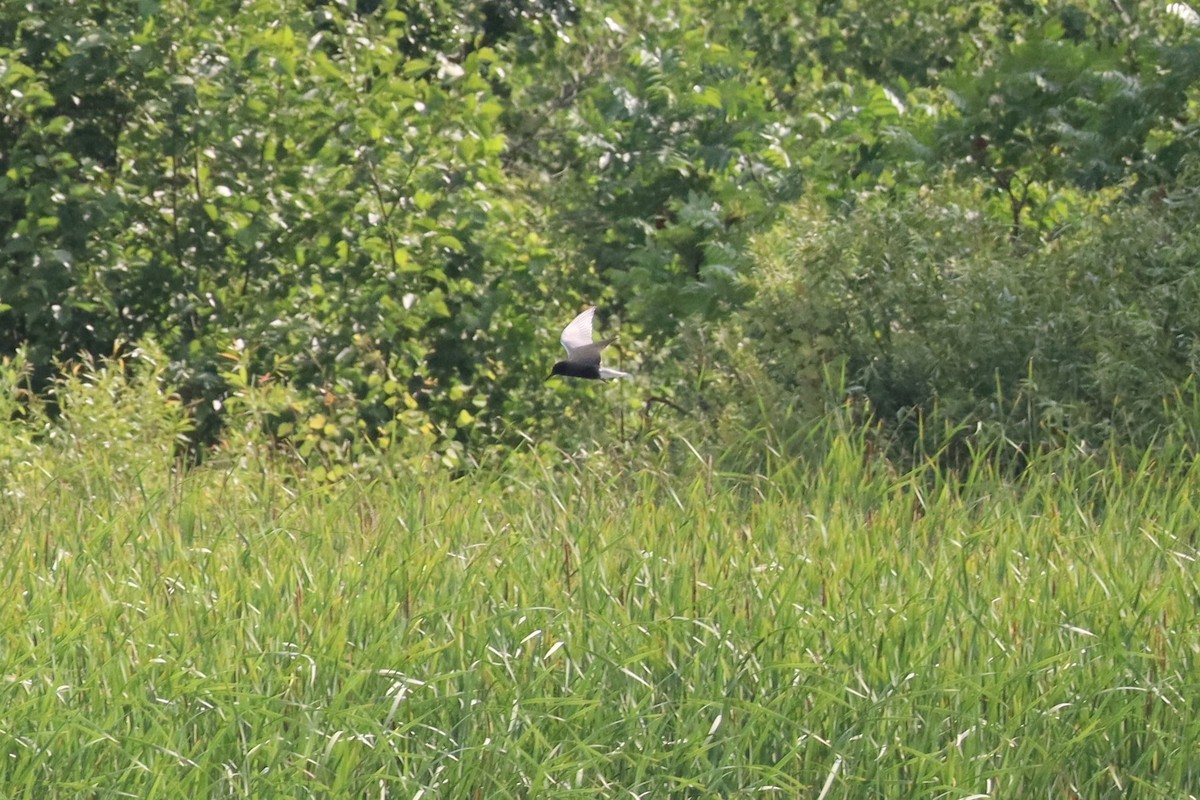 Black Tern - ML620772150