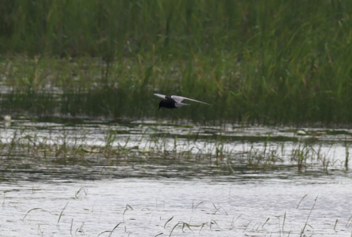 Black Tern - ML620772151