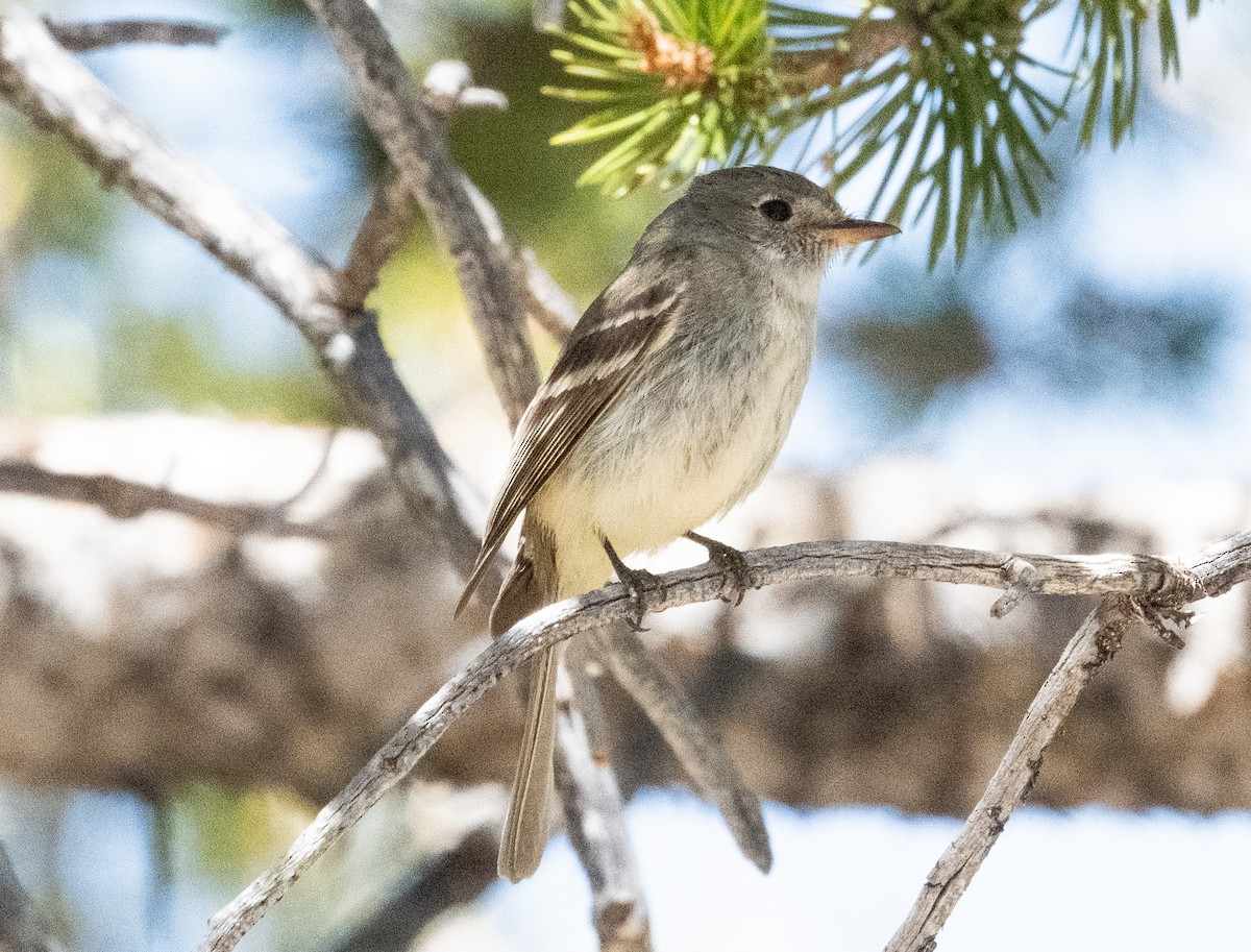 Dusky Flycatcher - ML620772153