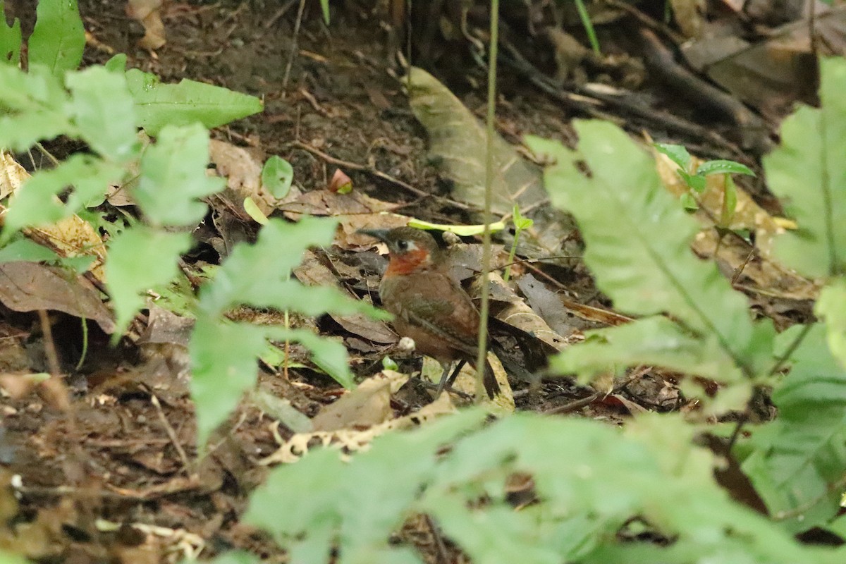 Song Wren - ML620772154