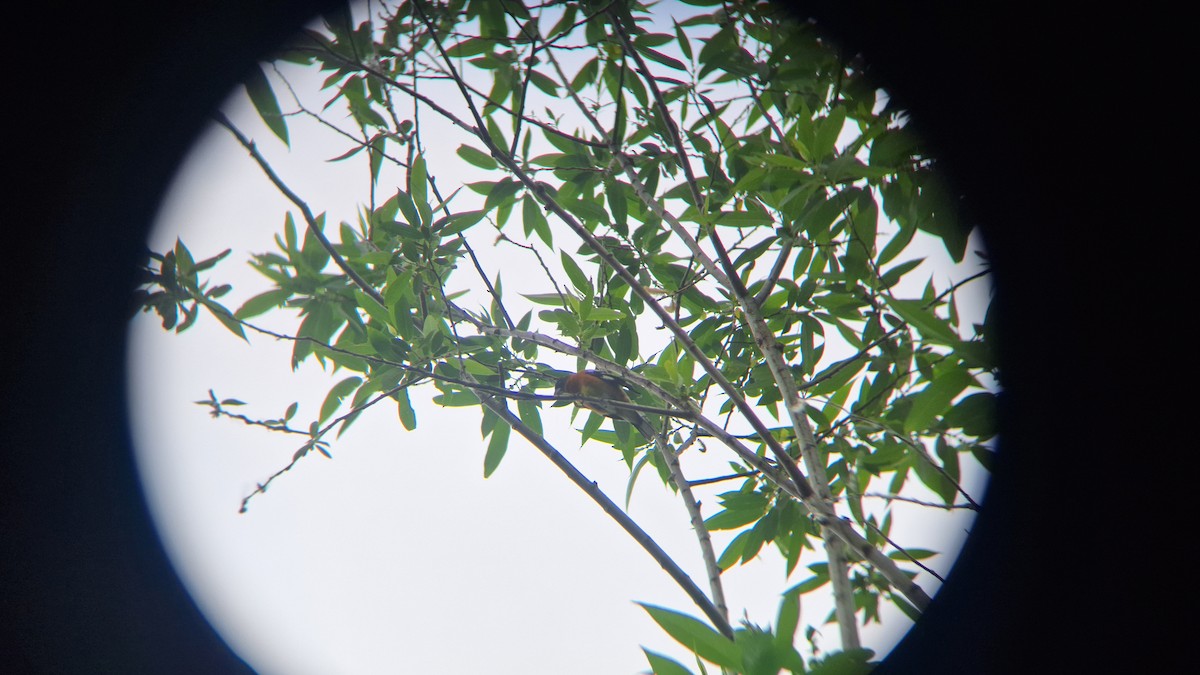 Black-headed Grosbeak - ML620772155