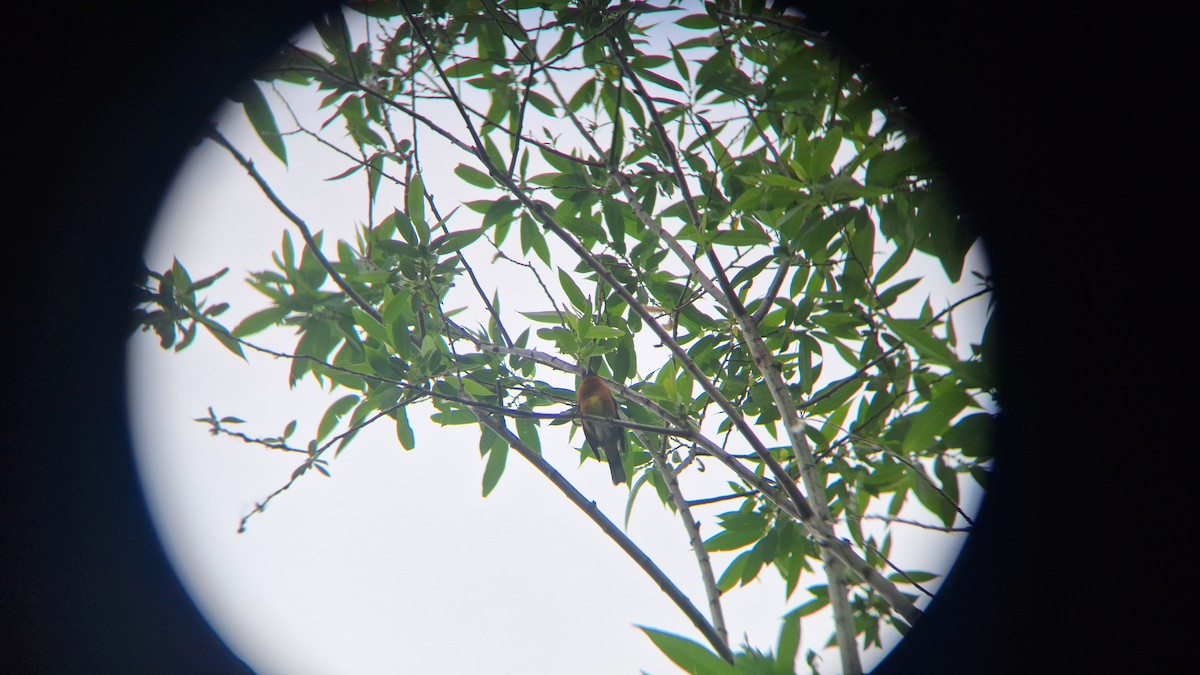 Black-headed Grosbeak - ML620772156