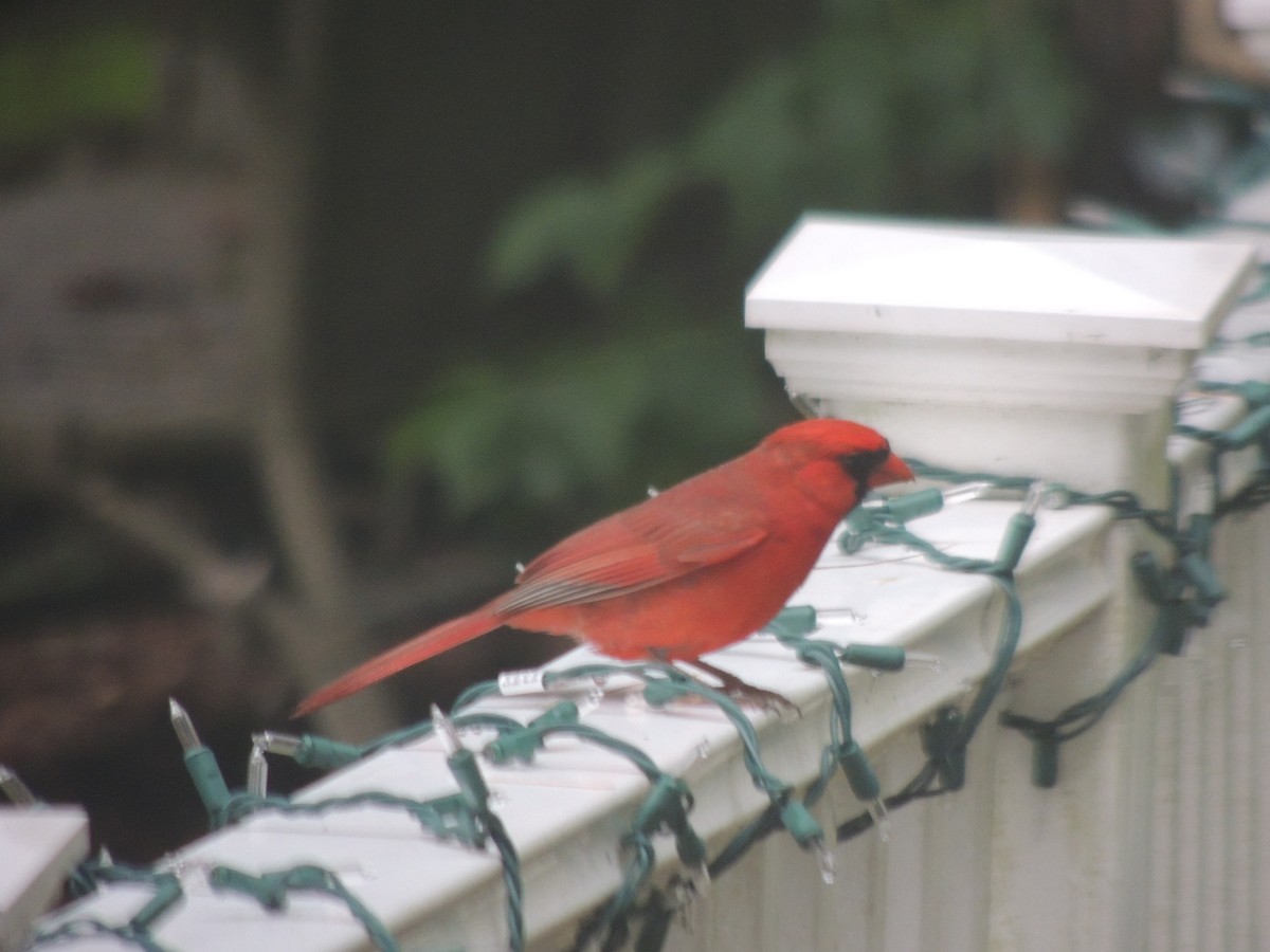 Northern Cardinal - Glenn Knoblock