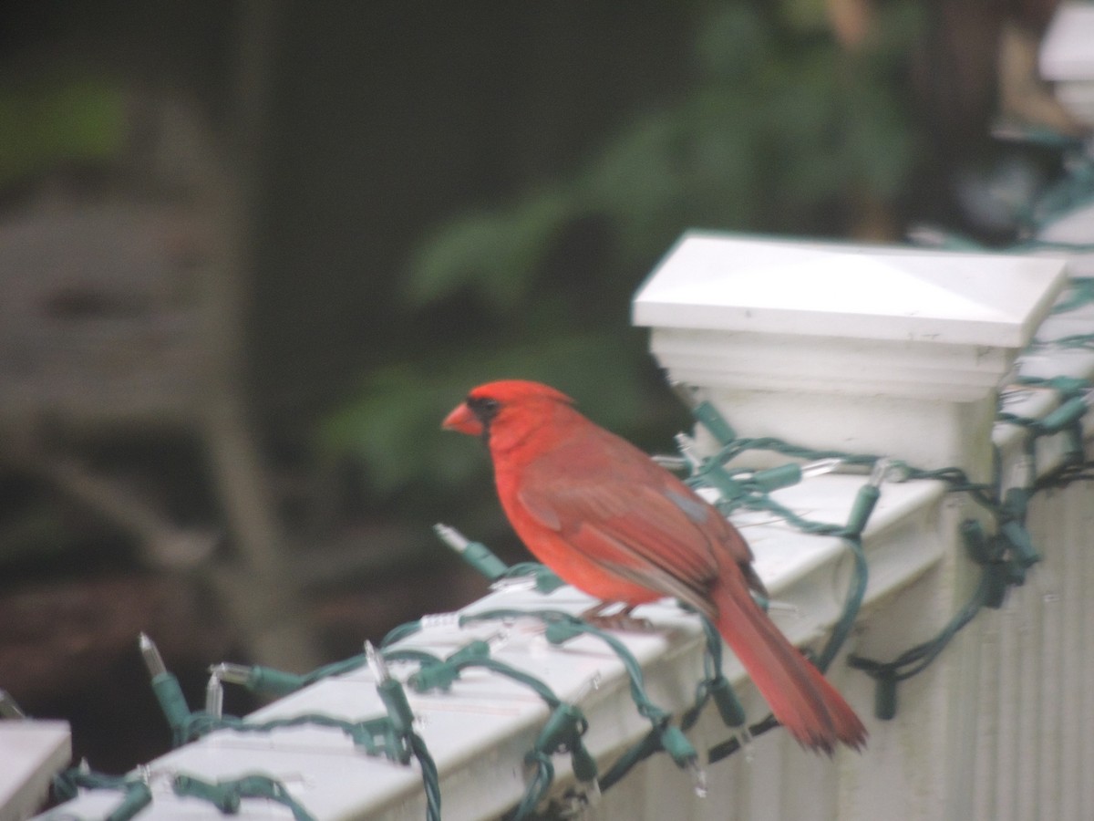 Northern Cardinal - ML620772160