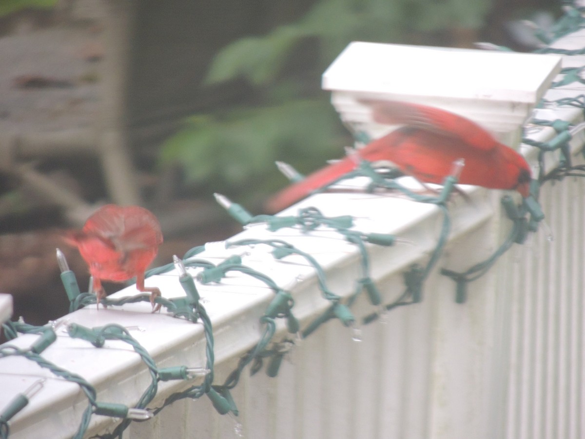 Northern Cardinal - ML620772161