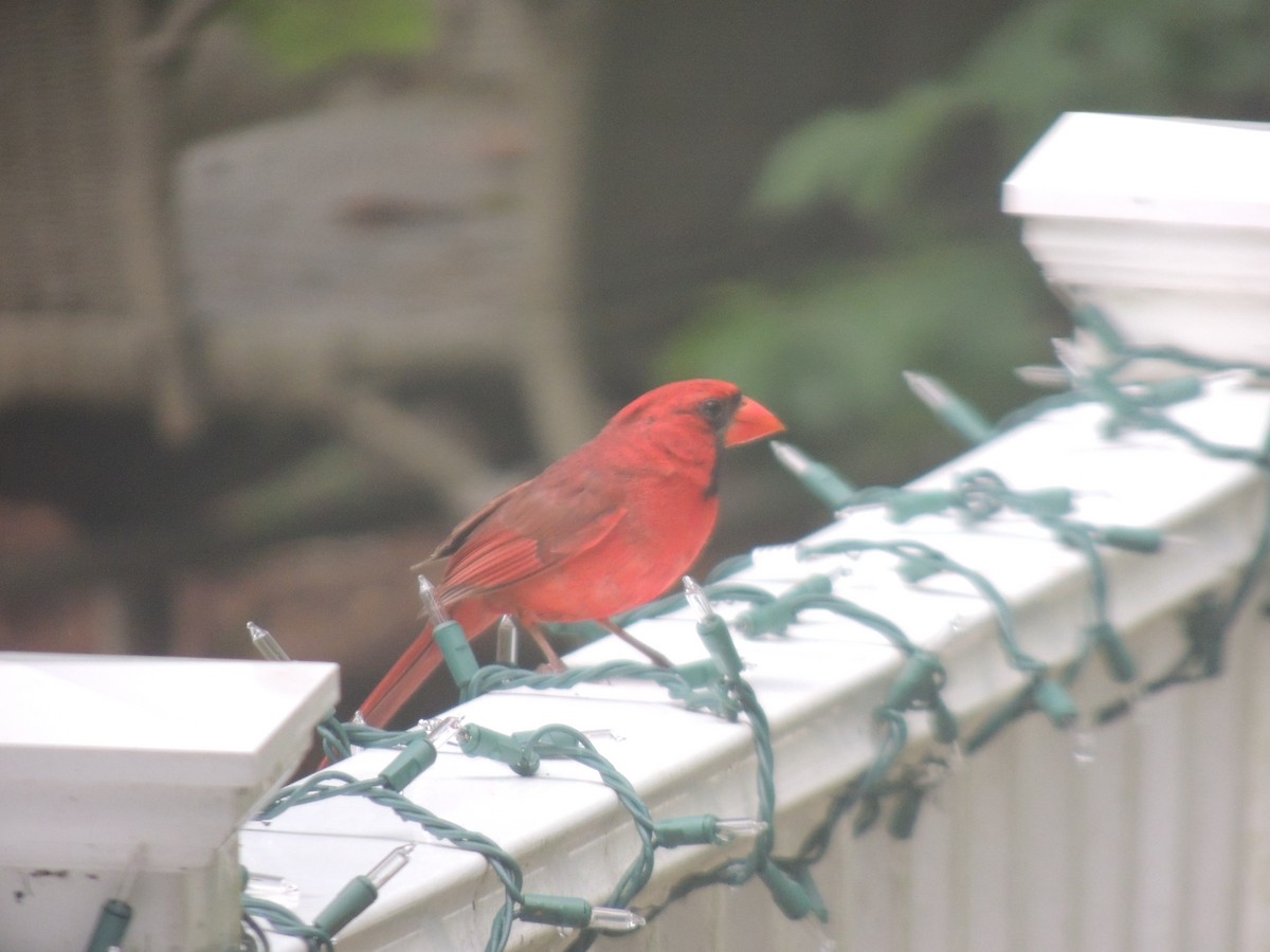 Cardenal Norteño - ML620772162