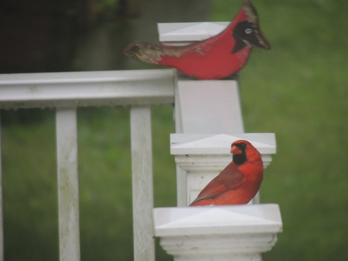 Northern Cardinal - ML620772163