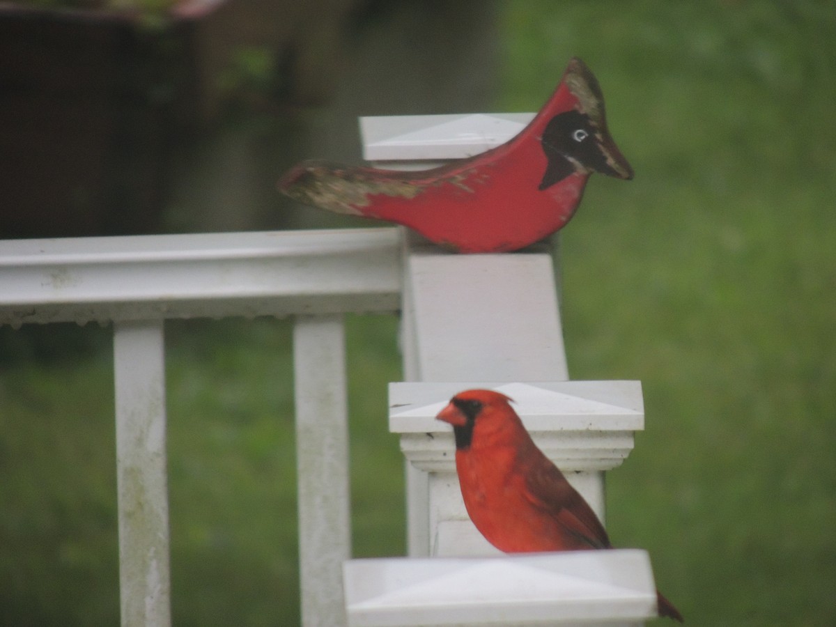 Northern Cardinal - ML620772164