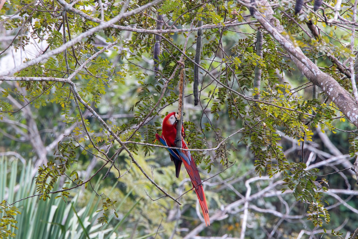 Scarlet Macaw - Matt Fischer