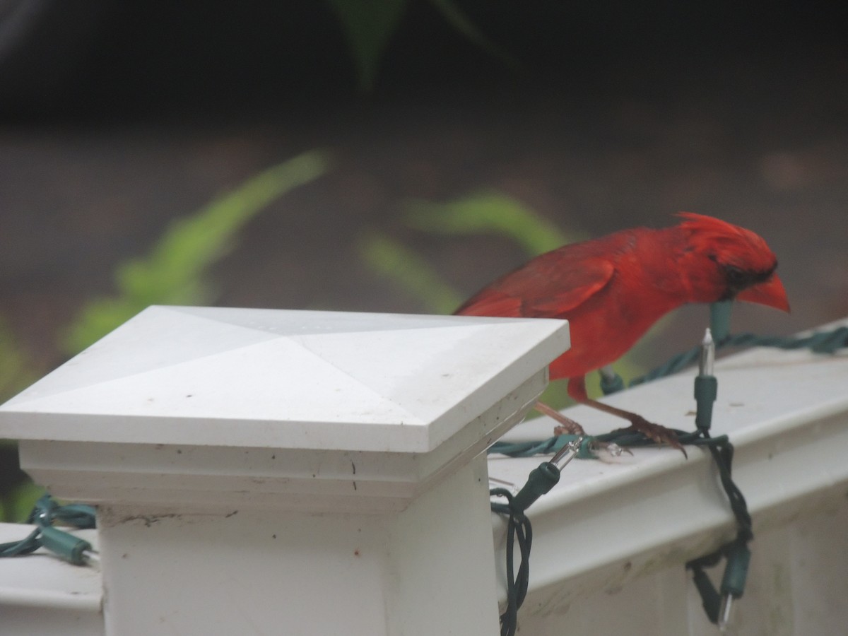 Cardinal rouge - ML620772167