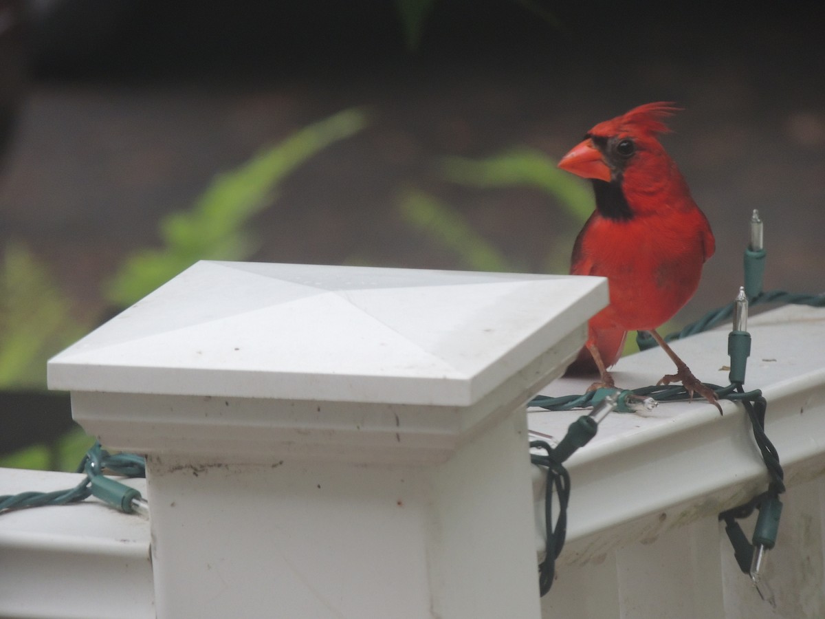 Cardenal Norteño - ML620772168