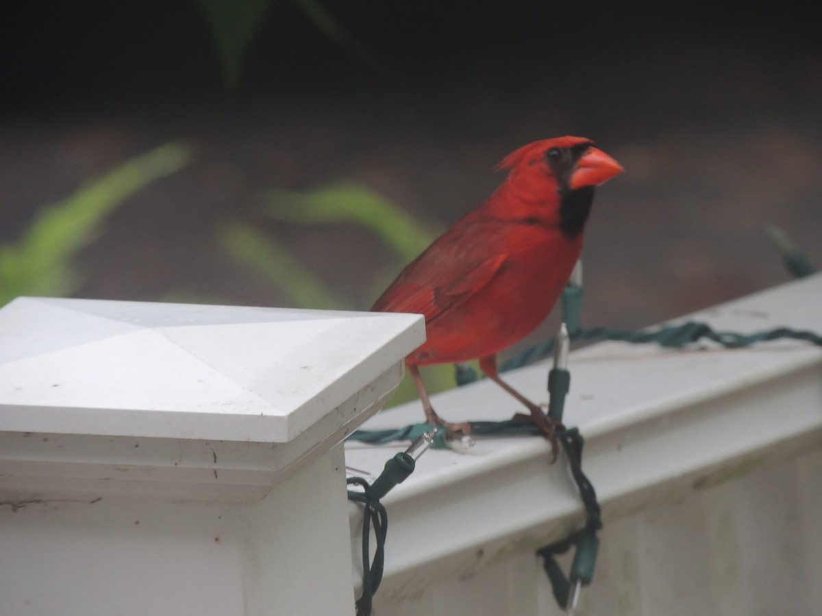 Northern Cardinal - ML620772169