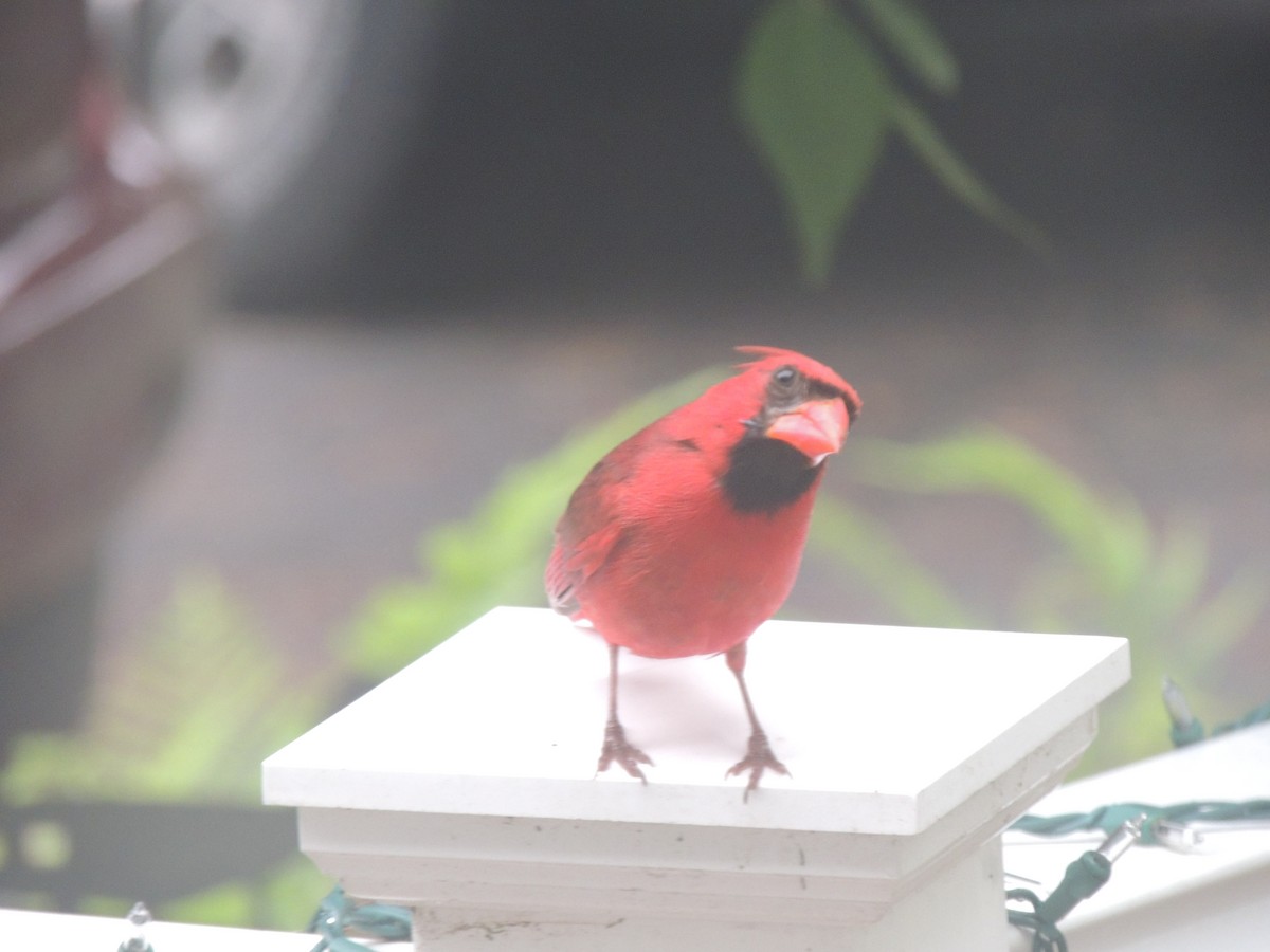 Northern Cardinal - ML620772170