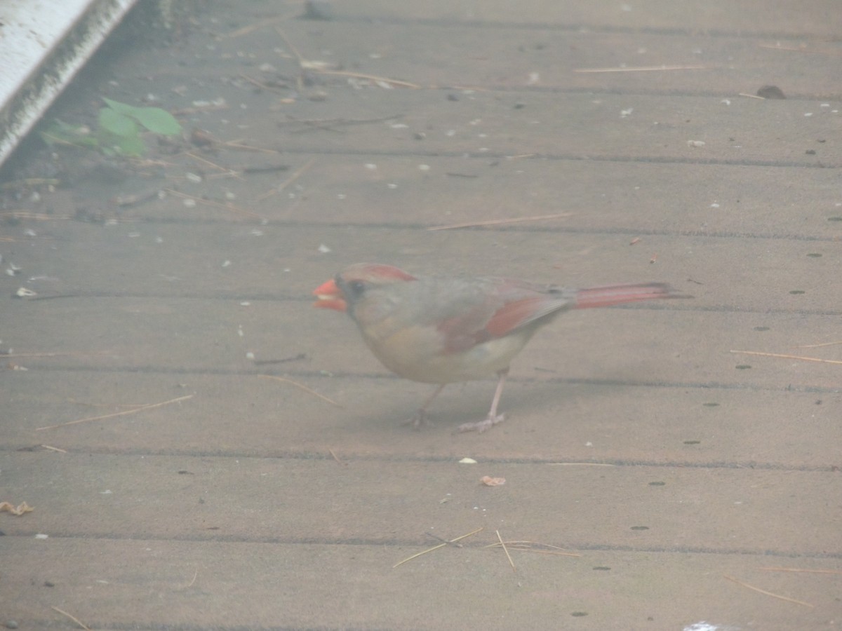 Northern Cardinal - ML620772171