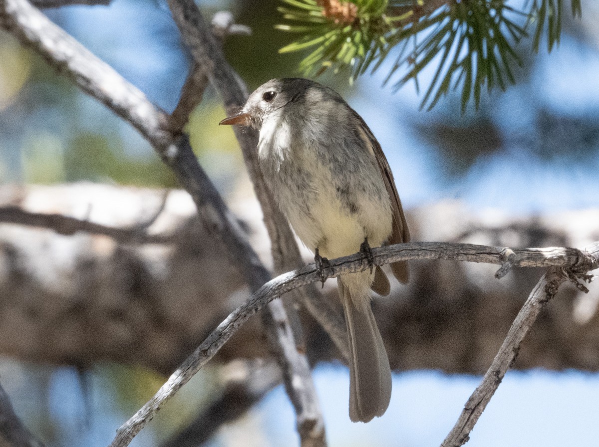 Dusky Flycatcher - ML620772173