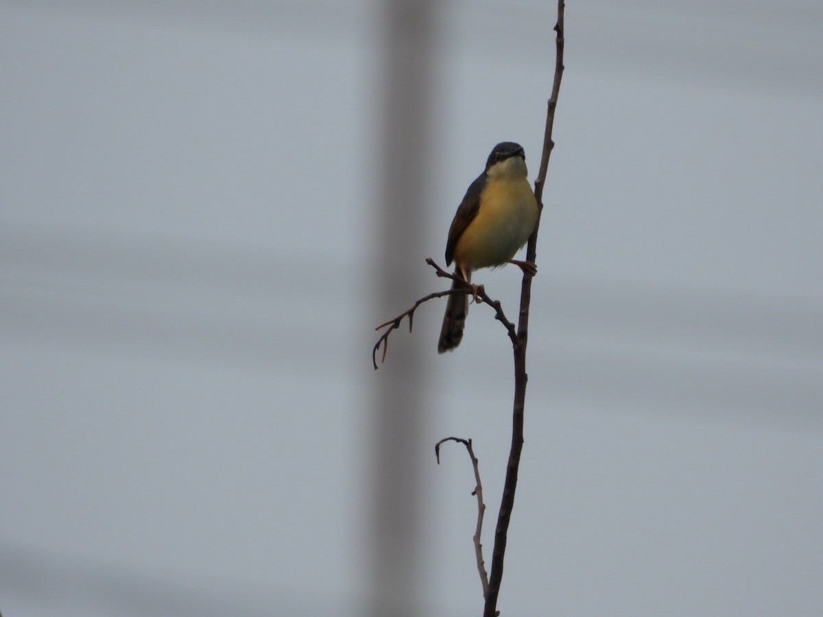 Ashy Prinia - ML620772177