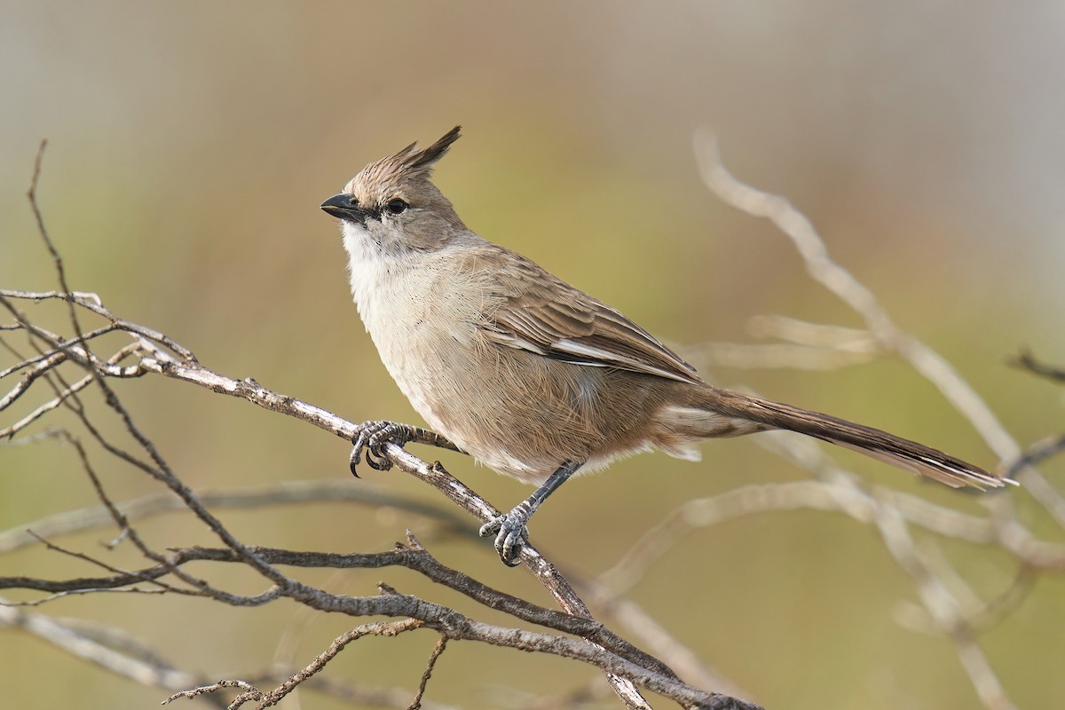 Chiming Wedgebill - ML620772179