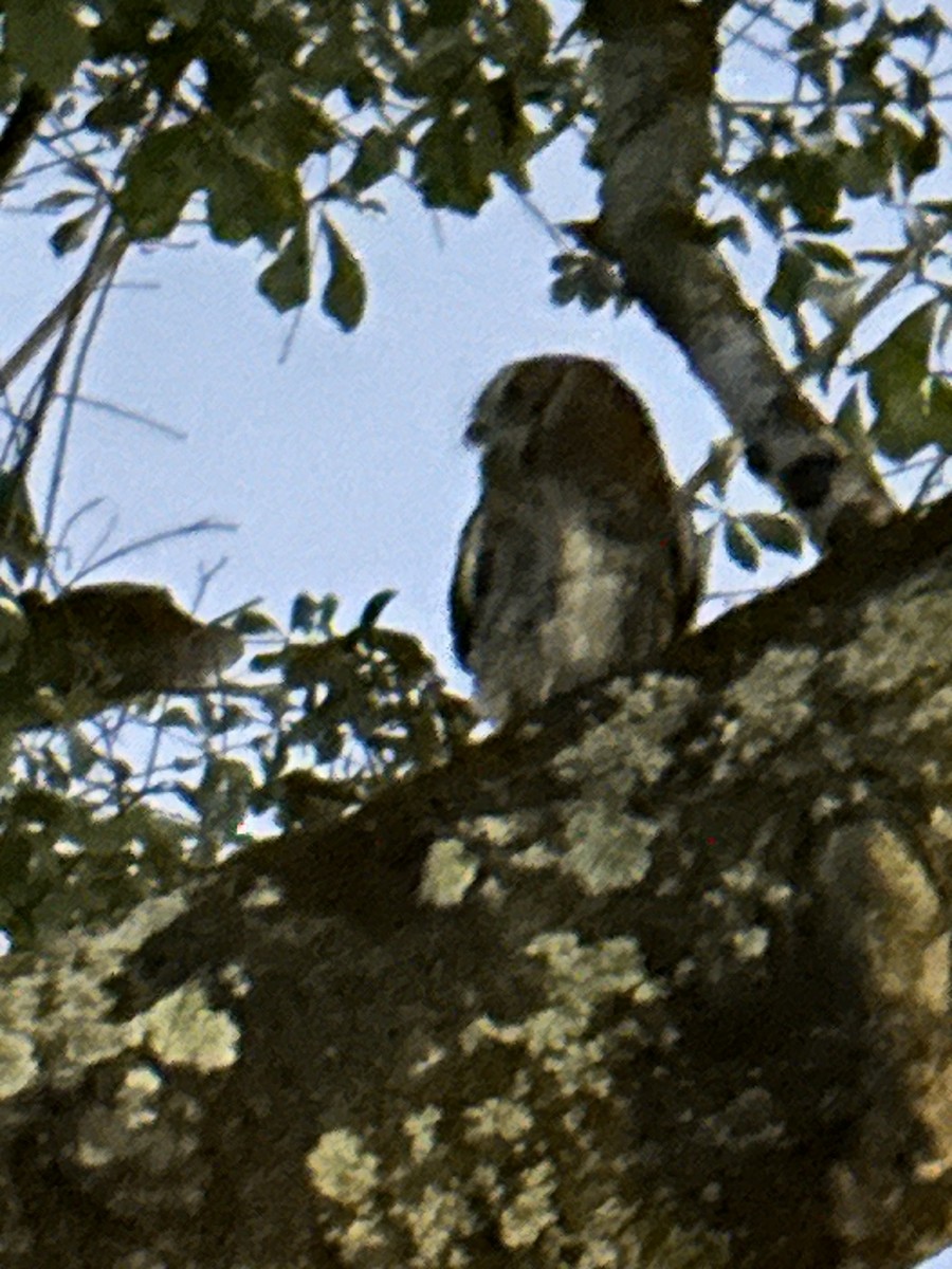Eastern Screech-Owl - Khloris Minthe