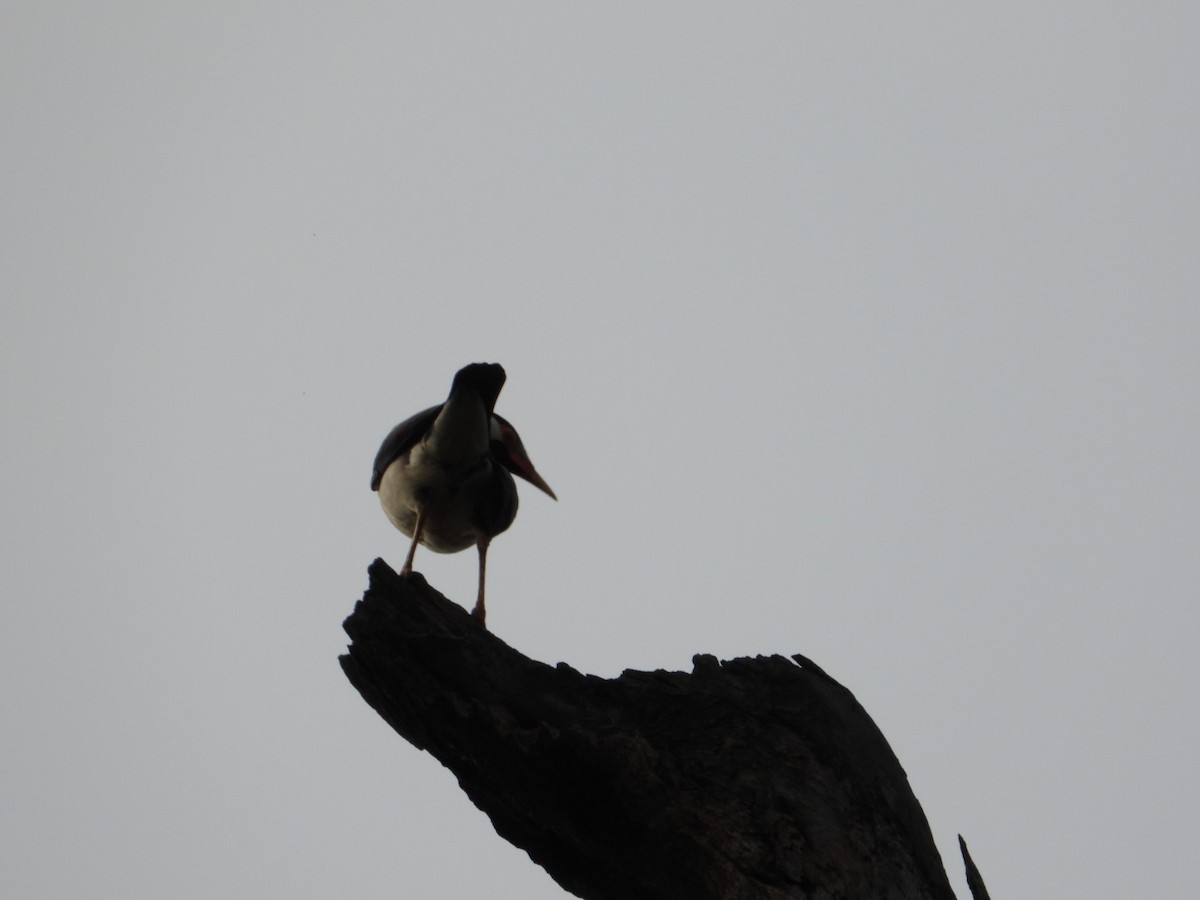 Oriental Magpie-Robin - ML620772183