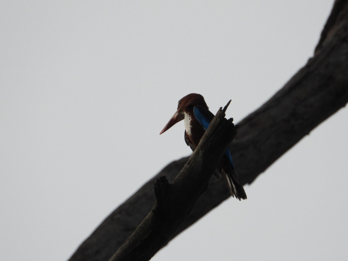 White-throated Kingfisher - ML620772191