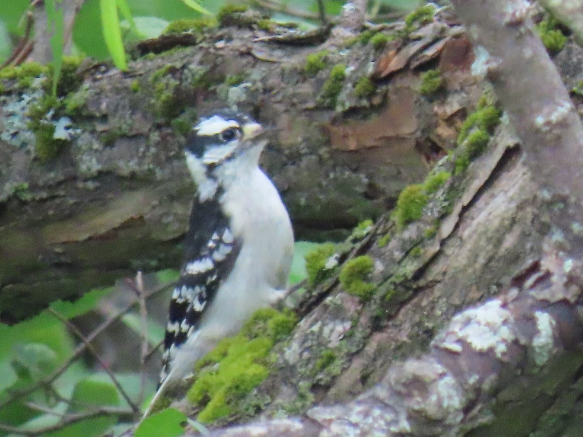 Downy Woodpecker - ML620772198