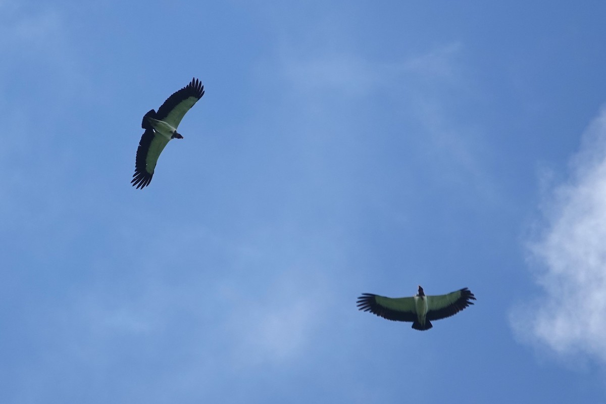 King Vulture - ML620772205