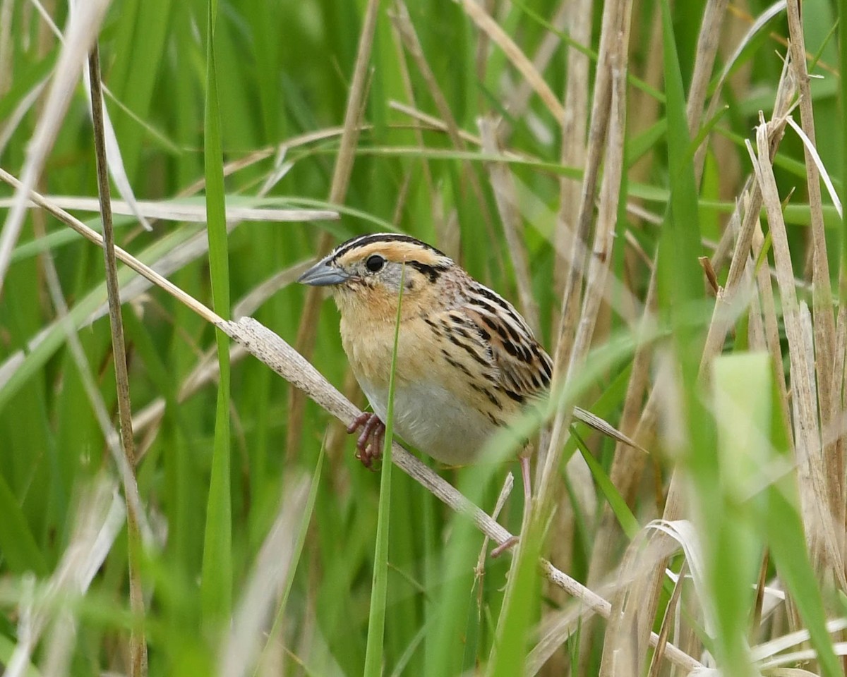 LeConte's Sparrow - ML620772220