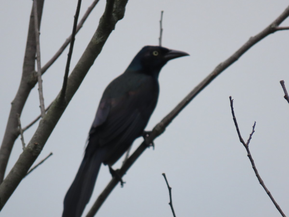 Common Grackle - ML620772222