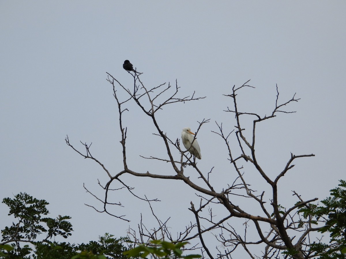 Black Drongo - ML620772223