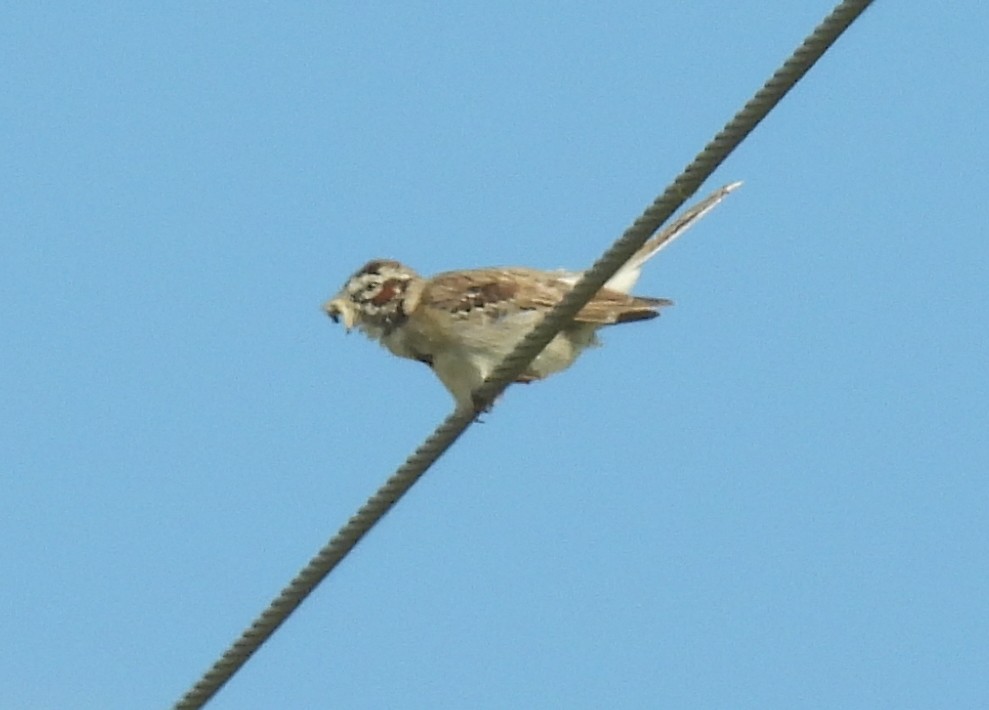 Lark Sparrow - ML620772225