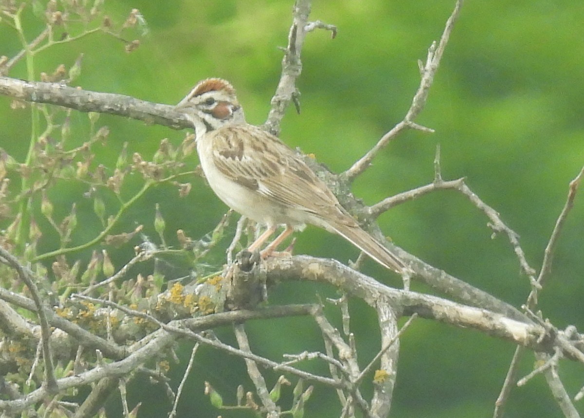 Lark Sparrow - ML620772226