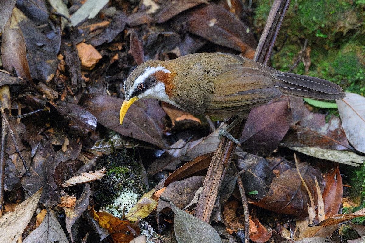 White-browed Scimitar-Babbler - ML620772227