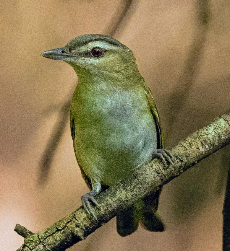 Red-eyed Vireo - ML620772231