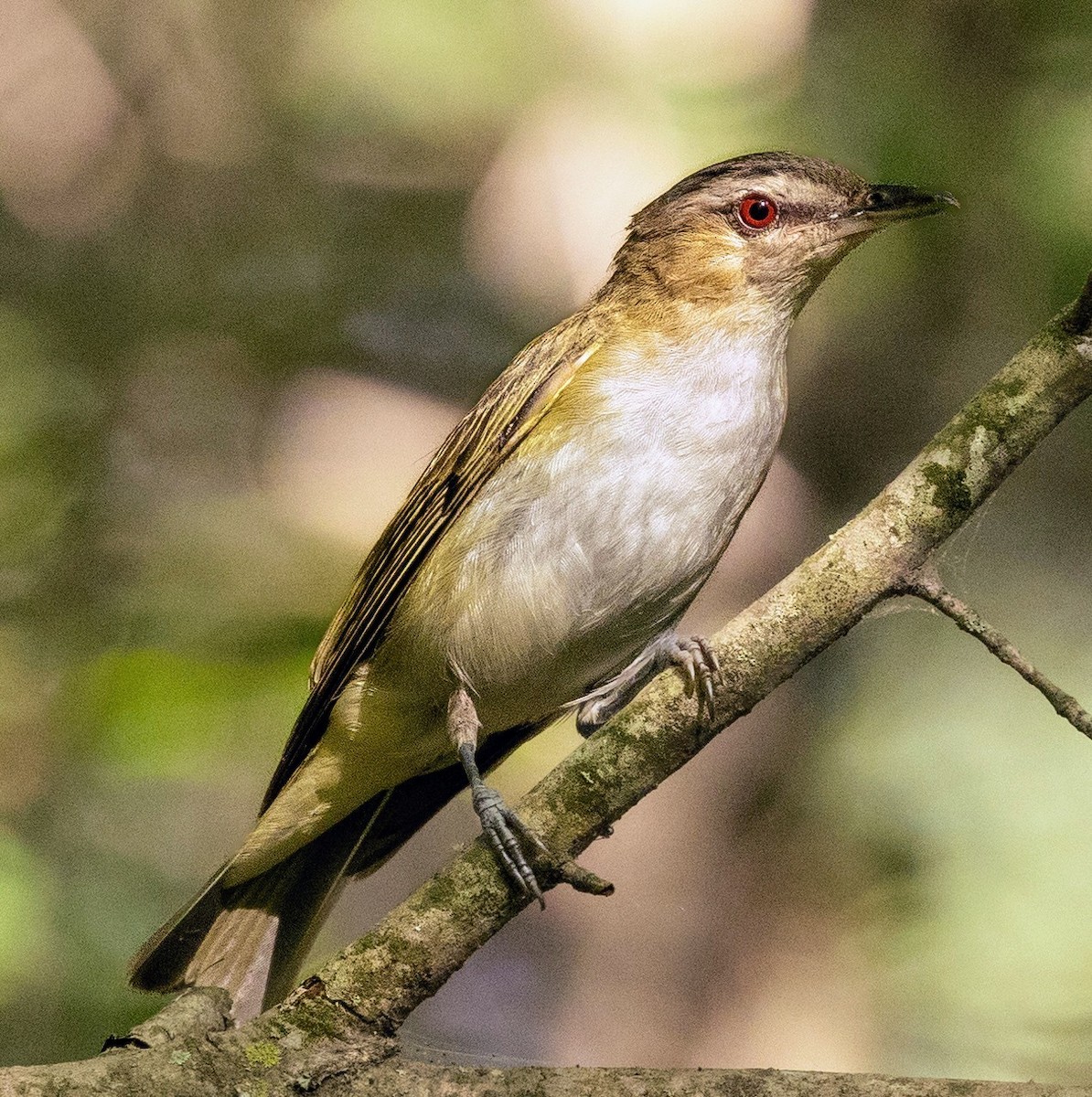 Red-eyed Vireo - Rick Simpson