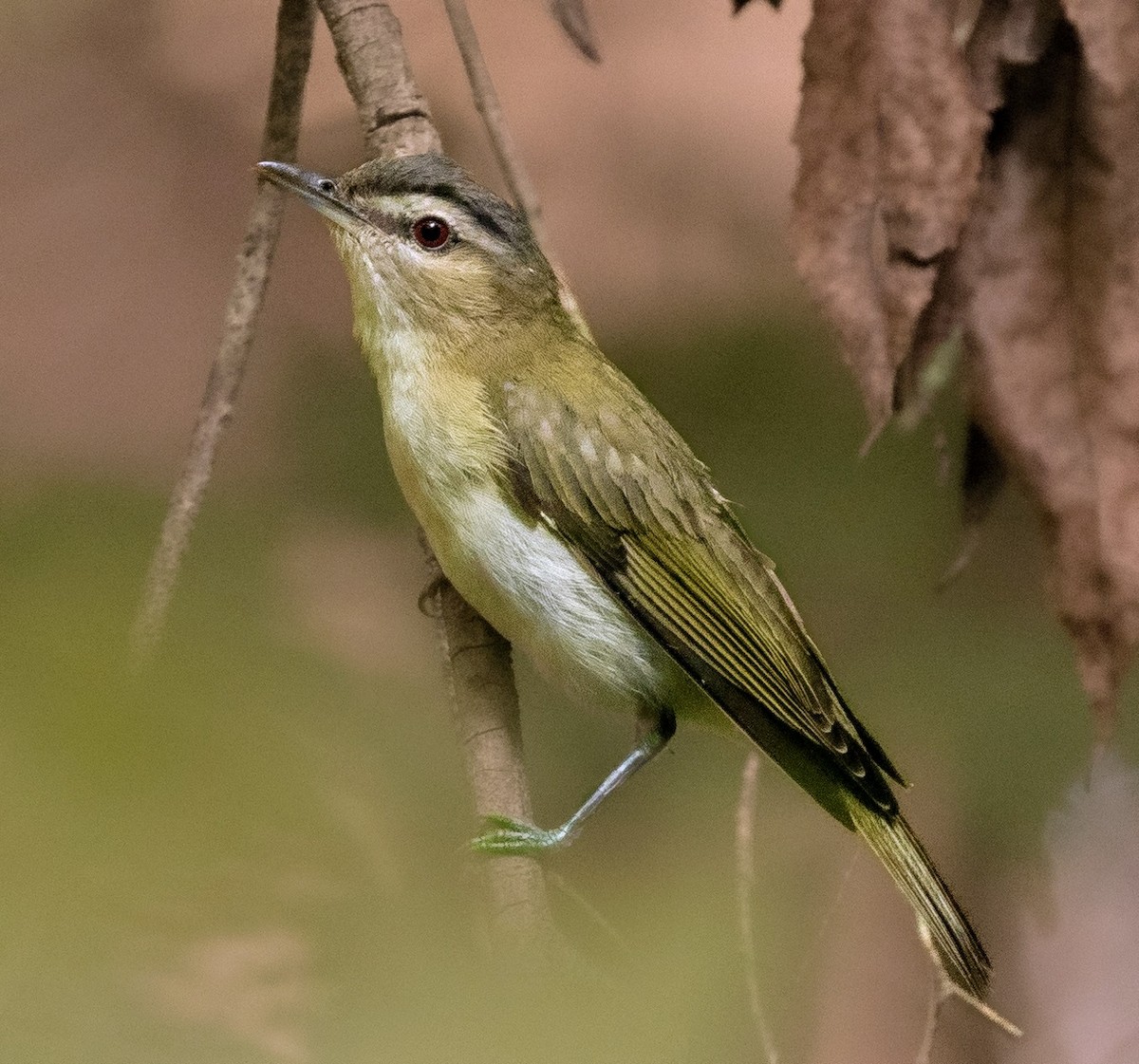 Red-eyed Vireo - Rick Simpson