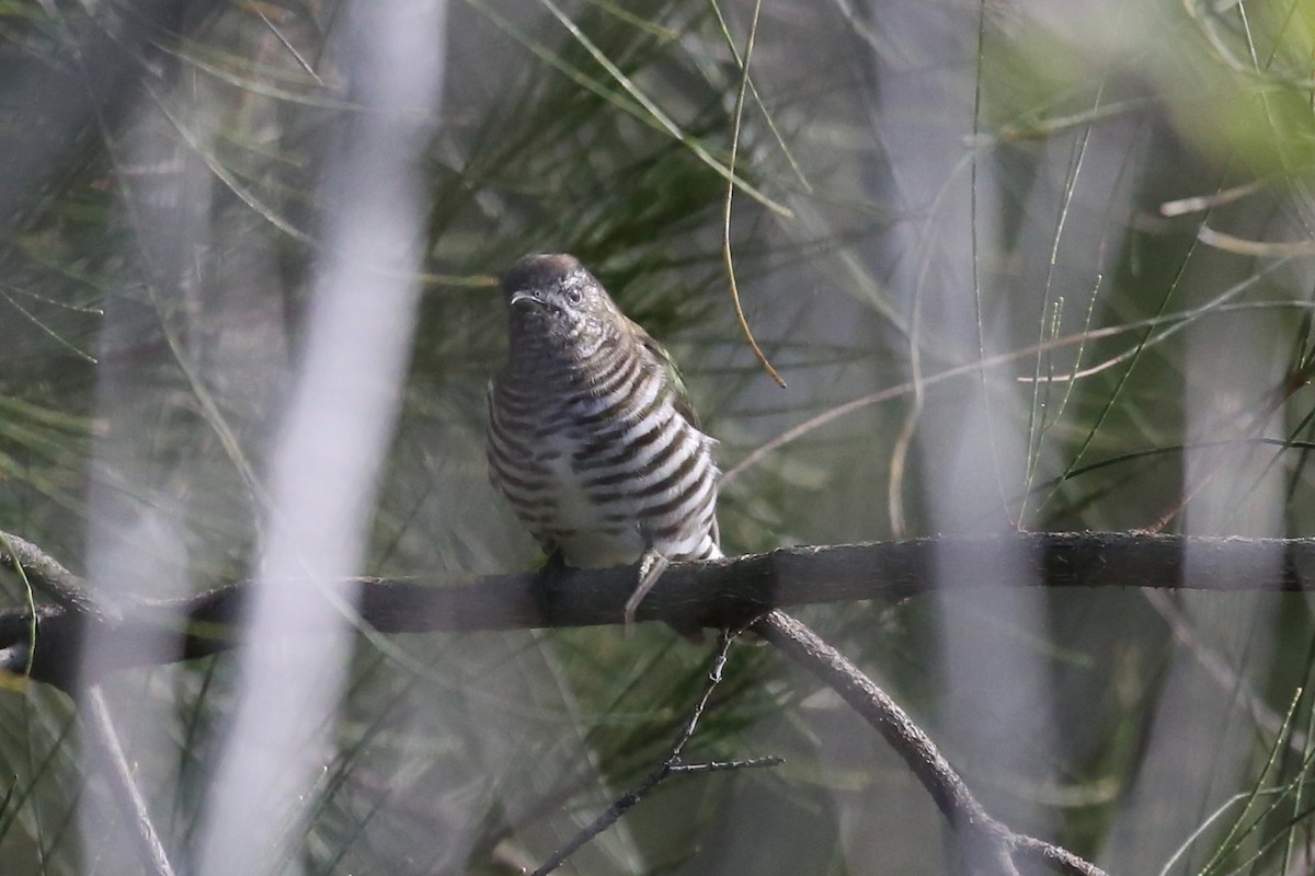 Shining Bronze-Cuckoo - ML620772236