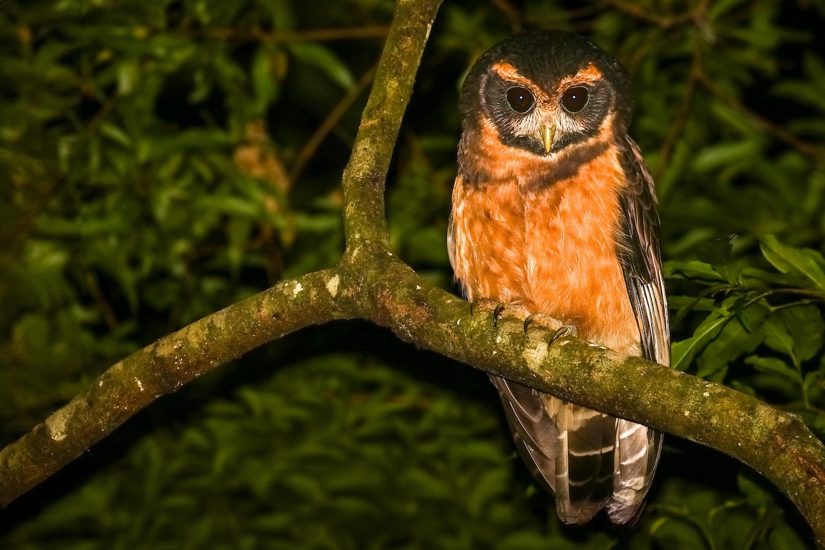 Tawny-browed Owl - ML620772238