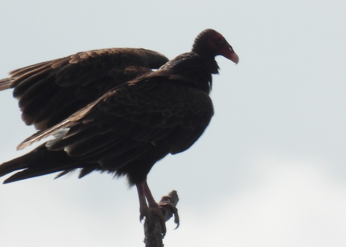 Turkey Vulture - ML620772240