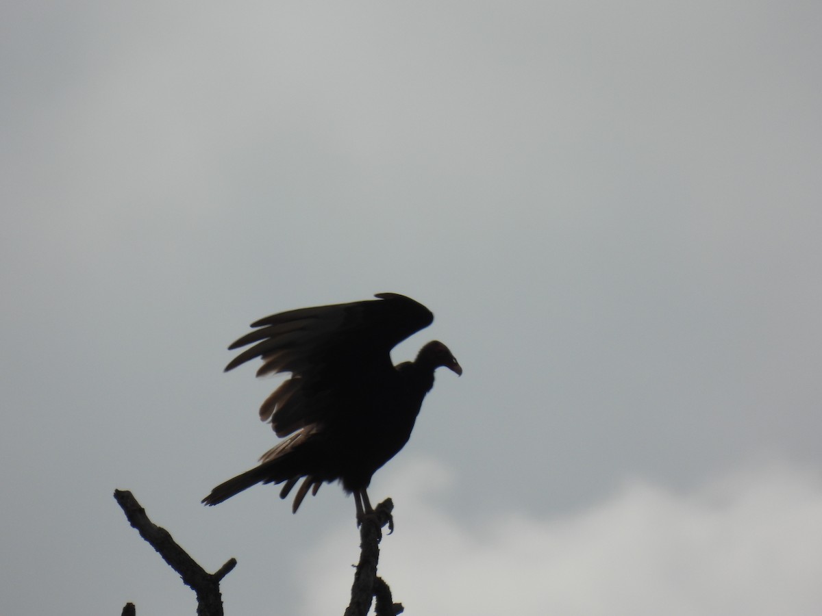 Turkey Vulture - ML620772241